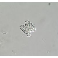 Cosmarium