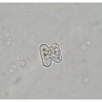 Cosmarium