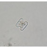 Cosmarium