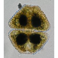 Cosmarium turpinii