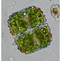 Cosmarium ungerianum