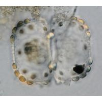 Cosmarium ungerianum