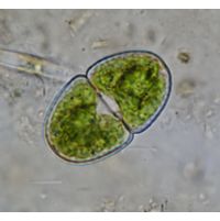 Cosmarium variolatum