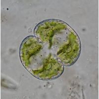 Cosmarium varsoviense