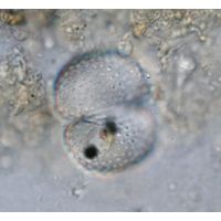Cosmarium varsoviense