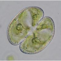 Cosmarium varsoviense