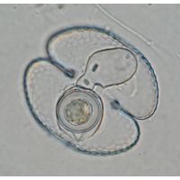 Cosmarium varsoviense