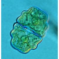 Cosmarium venustum