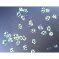 Cosmocladium constrictum