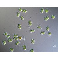 Cosmocladium constrictum