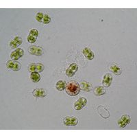 Cosmocladium constrictum