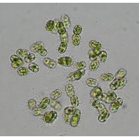 Cosmocladium constrictum