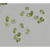 Cosmocladium constrictum