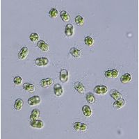 Cosmocladium constrictum