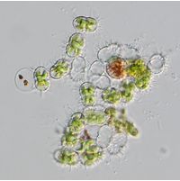 Cosmocladium constrictum