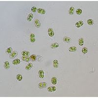 Cosmocladium constrictum