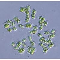 Cosmocladium constrictum