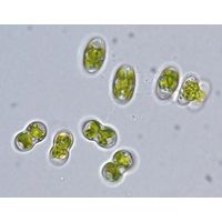 Cosmocladium perissum