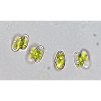 Cosmocladium perissum