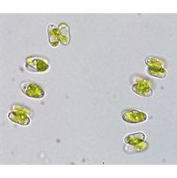 Cosmocladium perissum