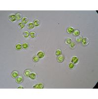 Cosmocladium saxonicum