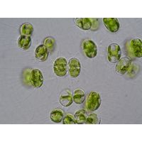 Cosmocladium saxonicum