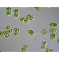 Cosmocladium saxonicum