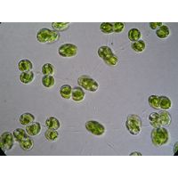 Cosmocladium saxonicum