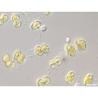 Cosmocladium saxonicum