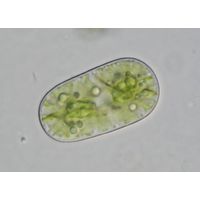 Cylindrocystis brebissonii