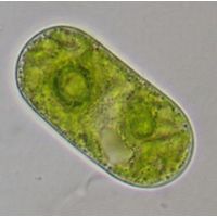 Cylindrocystis brebissonii