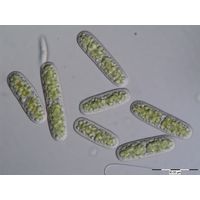 Cylindrocystis