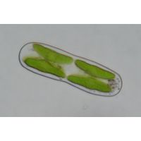 Cylindrocystis