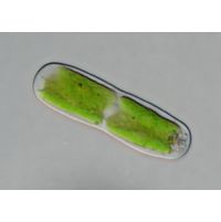 Cylindrocystis