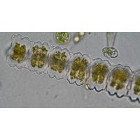 Desmidium aptogonum