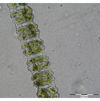 Desmidium aptogonum