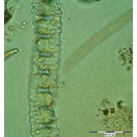 Desmidium aptogonum