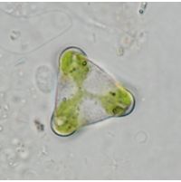 Desmidium aptogonum