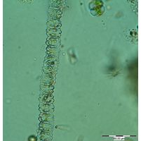 Desmidium aptogonum