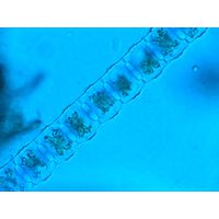 Desmidium baileyi