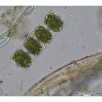 Desmidium baileyi