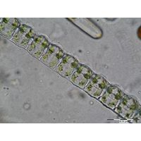 Desmidium baileyi
