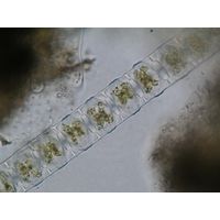 Desmidium baileyi