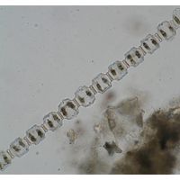 Desmidium coarctatum