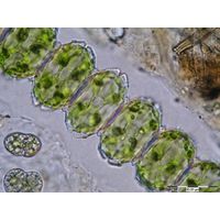Desmidium cylindricum