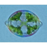 Desmidium cylindricum