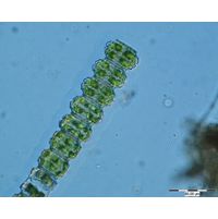 Desmidium cylindricum