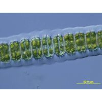 Desmidium cylindricum