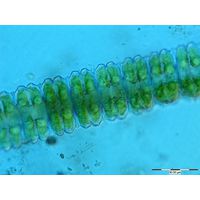Desmidium swartzii