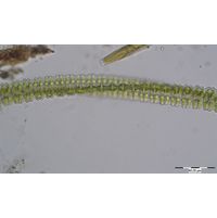 Desmidium swartzii